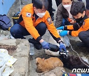 부산 아파트 화재로 고양이·개 14마리 폐사…26분 만에 진화