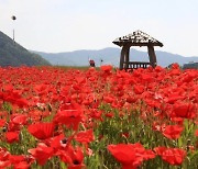 하동 북천, 1억 송이 꽃양귀비 축제 19일 개막