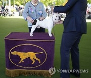 Westminster Dog Show