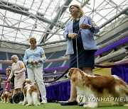 Westminster Dog Show