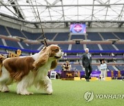 Westminster Dog Show