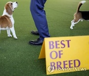 Westminster Dog Show