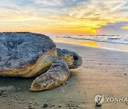 Sea Turtles Dredging Threat