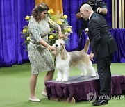 Westminster Dog Show