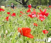 양귀비꽃 피는 제주