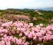 단양 소백산철쭉제 기대감 만발에 오는 31일 개막