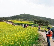 완도군, 청산도 슬로걷기 축제 8만명 방문 성황