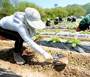 화천군 외국인 계절 근로자 현장 투입…숙련도 높아 호응