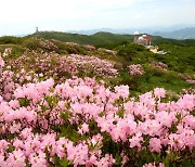 '연분홍 꽃무리에 풍덩' 단양소백산철쭉제 31일 개막