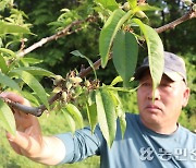 [현장] 김인중 농식품부 차관, 과수 저온피해 현장 찾아 피해복구 신속 지원 약속