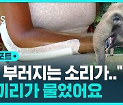 [D리포트] "팔 부서지는 소리가"…코끼리가 물었어요