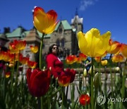 Canada Daily Life Tulips