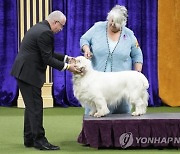 Westminster Dog Show