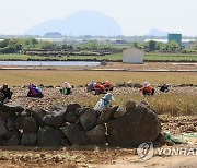 제주 마늘 수확 '한창'