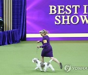 Westminster Dog Show