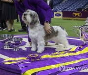 USA NEW YORK WESTMINISTER DOG SHOW