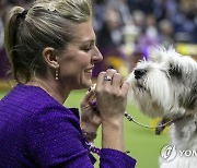 USA NEW YORK WESTMINISTER DOG SHOW