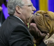 USA NEW YORK WESTMINISTER DOG SHOW