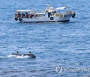 남방큰돌고래 관찰