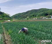 '일당 15~16만원' 외국인 계절노동자…이마저도 구하기 힘들어