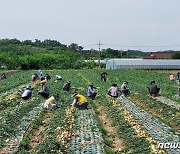 이개호 "저율관세 양파 수입 즉각 중단해야"