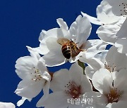 ‘꿀벌 실종’ 막자…농식품부, 지속가능한 양봉산업 협의체 출범