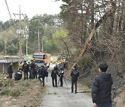 동해안 전신주 주변 나무 제거...산림청·지자체 산불예방 대책 강구