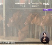 4년 만에 구제역 발생‥"전국 이동중지"