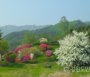 색색의 봄바람이 불어오는 곳, 철쭉·노루귀·제비꽃 활짝 야생화 천국