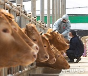 청주 북이면 농가 3곳서 한우 16마리 구제역…450마리 살처분