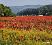 함양 상림, 보리와 양귀비 꽃 관광객 유혹