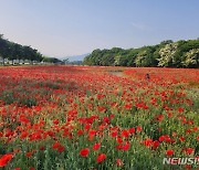 함양 상림, 보리와 양귀비 꽃 관광객 유혹