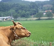 '소'가 들이 받은 우사 울타리에 농장주 부상