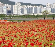 '화훼도시' 김해시에서 꽃축제 개막…꽃천지 대동생태공원