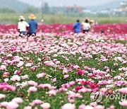 함안 작약꽃밭 유혹