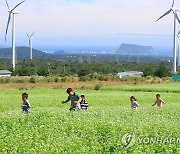 제주 대규모 풍력발전 개발에 지방공기업 참여 의무화