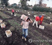 EGYPT AGRICULTURE