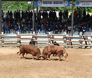 제19회 창녕 전국 민속 소힘겨루기대회 성황리에 종료