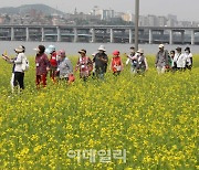 [포토] 한강반포공원 서래섬 유채꽃 축제