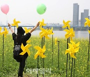 [포토] 유채꽃 축제