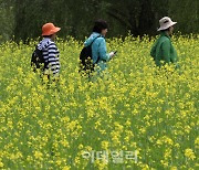 [포토] 반포한강공원 유채꽃 축제