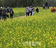 [포토] 유채꽃 사이로 산책하는 시민들