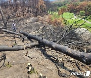 강릉서 고사목 제거작업 중 70대 사망…고용부, 중대법 조사 착수