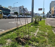 버스중앙차로 공사에 뽑힌 도로변 가로수 어디 갔나