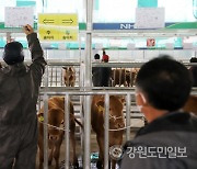 횡성 가축경매시장 개장 잠정 연기…횡성축협, 청주 구제역 발생 긴급 조치