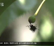 저온 피해 현실화…7천 5백 농가 피해