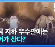 [영상] 미국 지하 우수관에는 악어가 산다?…로봇 카메라에 ‘화들짝’