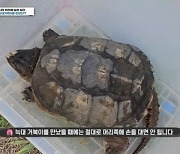 "건들면 손가락도 싹둑"…국내 하천서 생태교란종 '늑대거북' 포획