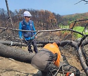 강릉 산불 피해목 제거 중 사망사고 '중대재해법 적용 여부' 조사