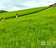 청보리밭서 ‘추억 한 줌’